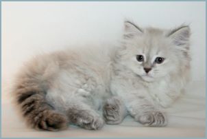 Female Siberian Kitten from Deedlebug Siberians